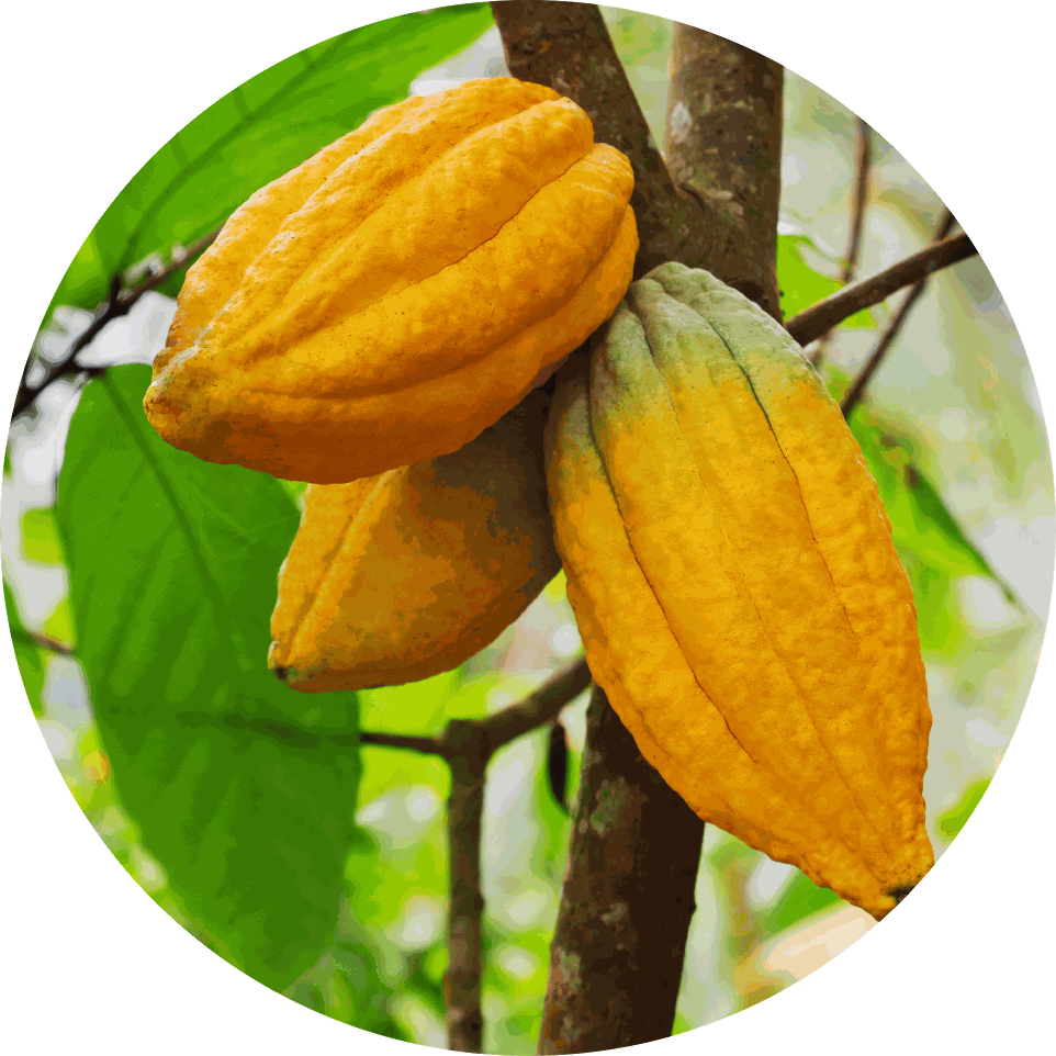 Cacao