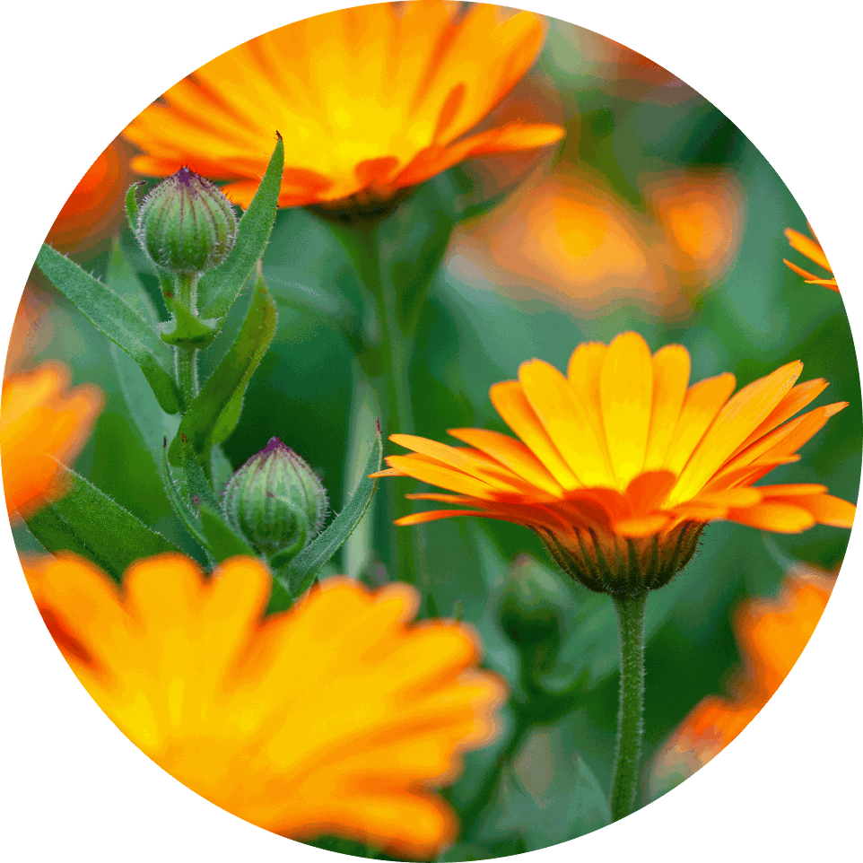 Calendula