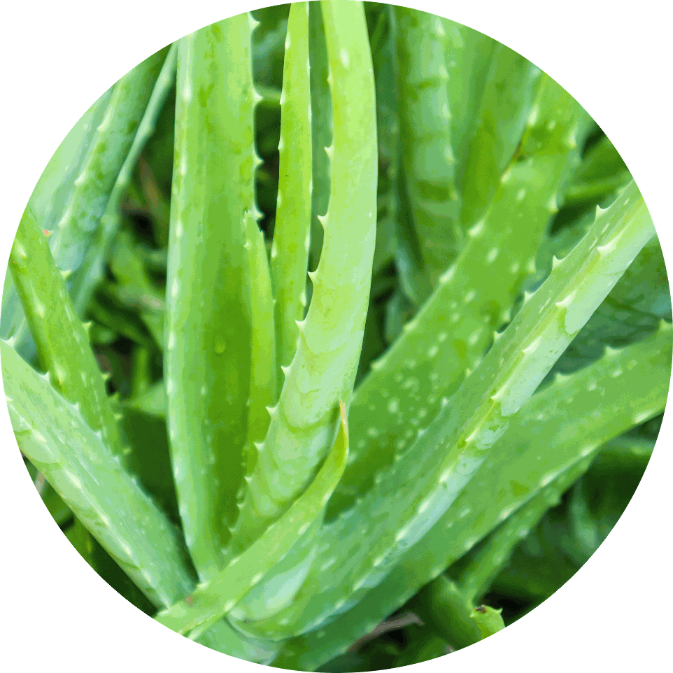 Aloes Vera